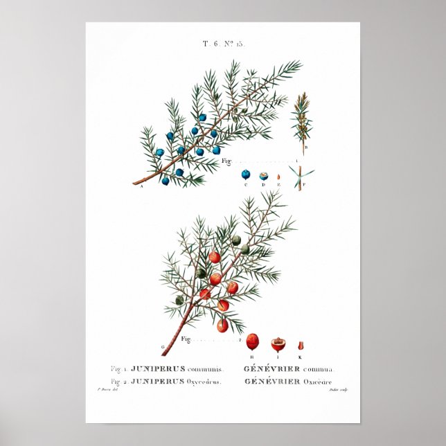 VINTAGER BOTANISCHER "JUNIPER" REDOUTÉ POSTER (Vorne)