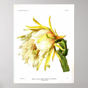 Vintager botanischer Kaktus Poster
