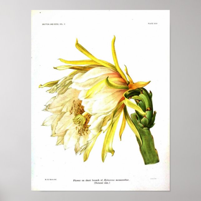 Vintager botanischer Kaktus Poster (Vorne)
