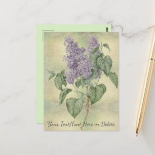 Vintager botanischer Lila Lilac Syringa Vulgaris Postkarte