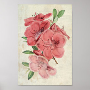 Vintager botanischer Magnet Azalea Poster