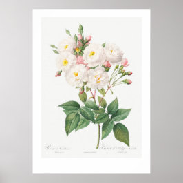 VINTAGER BOTANISCHER PINKROSE-LUSTRATIONSPLATZ POSTER