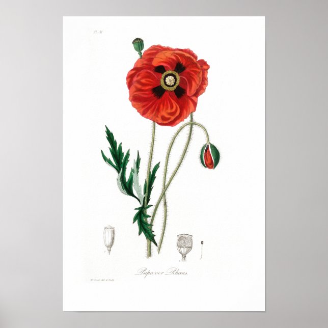 VINTAGER BOTANISCHER POPPY-ILLUSTRATIONSPARSTER POSTER (Vorne)