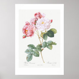 VINTAGER BOTANISCHER "ROSEBUSH" REDOUTÉ POSTER