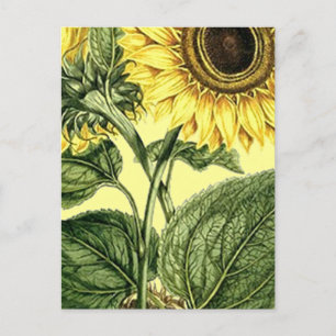 Vintager botanischer Sonnenblumen Garten Frühjahr  Postkarte