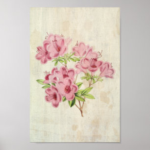 Vintager botanischer Standischer Hybrid-Azalea Poster
