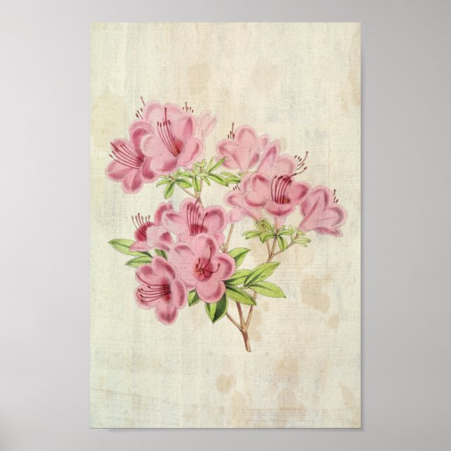 Vintager botanischer Standischer Hybrid-Azalea Poster (Vorne)
