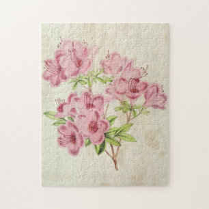 Vintager botanischer Standischer Hybrid-Azalea Puzzle