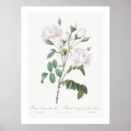 VINTAGER BOTANISCHER WEISSER ROSE POSTER