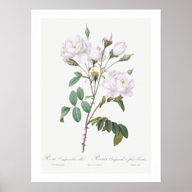 VINTAGER BOTANISCHER WEISSER ROSE POSTER (Vorne)