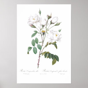 VINTAGER BOTANISCHER WEISSER ROSE POSTER