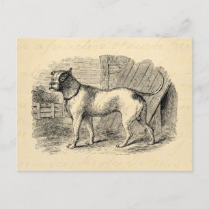 Vintager Bulldog-Hundelikt der 1800er Jahre - Hund Postkarte