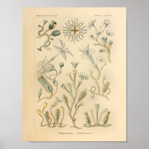 Vintager Campanariae Colour Ernst Haeckel Art Prin Poster
