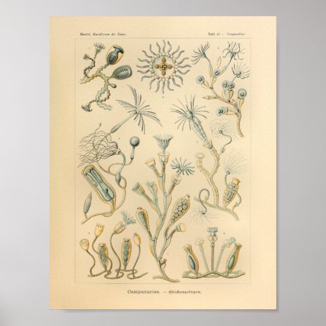 Vintager Campanariae Colour Ernst Haeckel Art Prin Poster (Vorne)