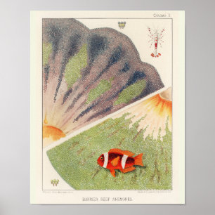 Vintager Clownfisch Großes Barrier Reef Fische 10 Poster