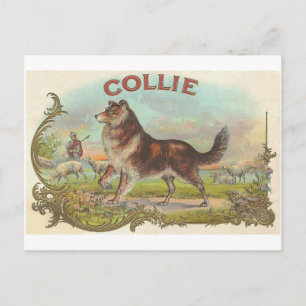 Vintager Collie-Hund Postkarte