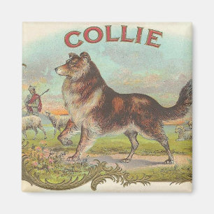 Vintager Collie Magnet