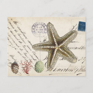 Vintager Conch-Seestern und Muscheln Postkarte