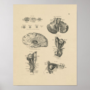 Vintager Druck der Gehirn-Nerven-Anatomie-1880 Poster