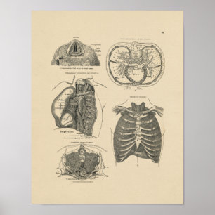 Vintager Druck der Lungen-Herz-Anatomie-1880 Poster