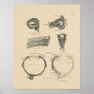 Vintager Druck der menschliches Poster