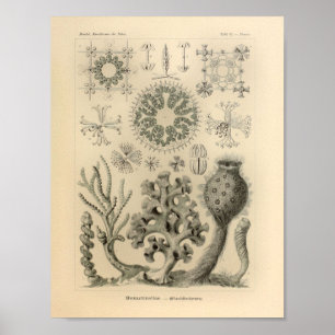 Vintager Druck Hexactinellae Farbernst Haeckel Poster