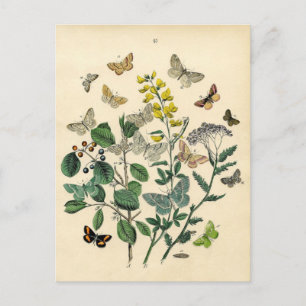 Vintager Druck - Lepidoptera - Motten u. Postkarte
