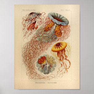 Vintager Druck Quallen-Farbernst Haeckel Poster