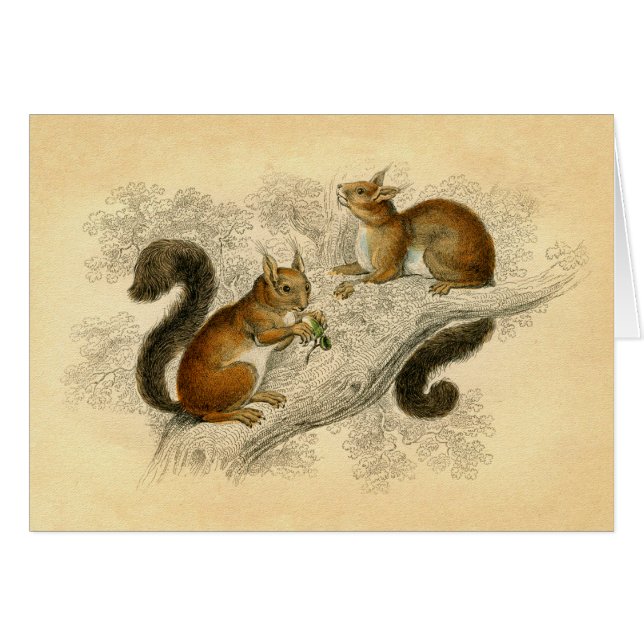 Vintager Eichhörnchen-Druck (Vorderseite (Horizontal))
