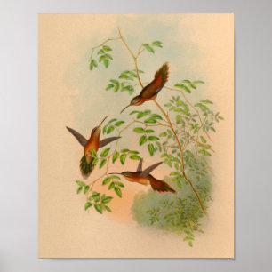 Vintager Einsiedler-Kolibri-Druck 1861 Poster