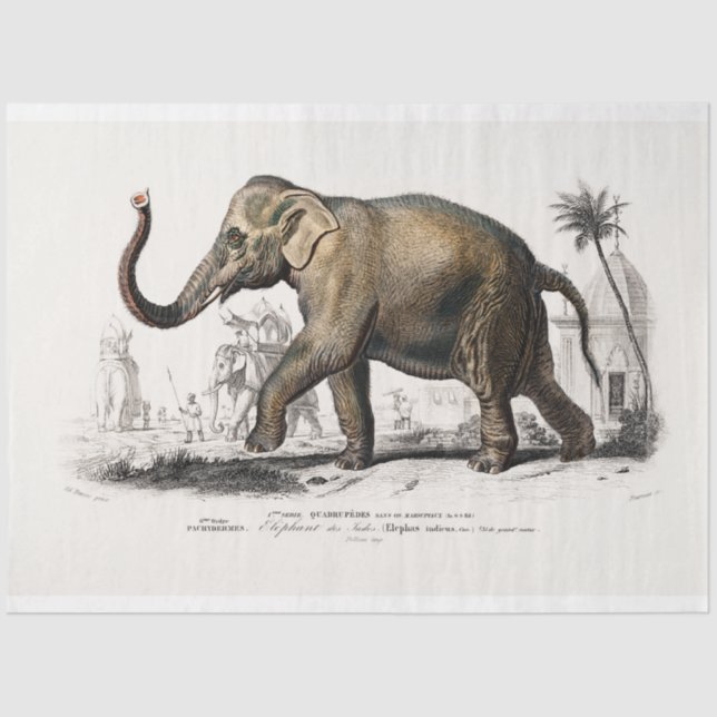 Vintager Elefant Seidenpapier (Vorderseite)