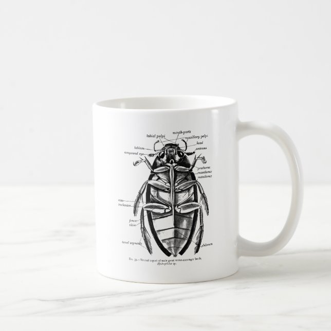 Vintager Entomologie Hydrophilidae Reiniger-Käfer Kaffeetasse (Rechts)