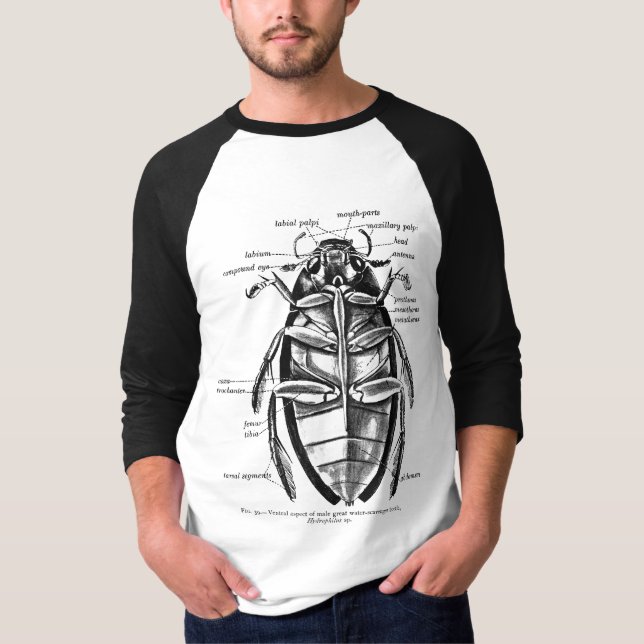 Vintager Entomologie Hydrophilidae Reiniger-Käfer T-Shirt (Vorderseite)