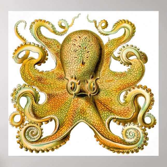Vintager Ernst Haeckel Octopus in Gelb Poster (Vorne)