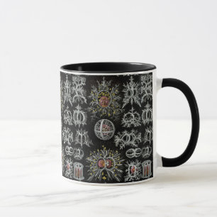 Vintager Ernst Haeckel Stephoidea Tasse