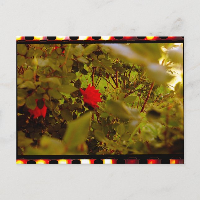 Vintager Film Versteckte Rose Postkarte (Vorderseite)