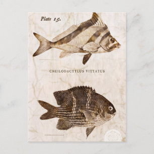 Vintager Fisch Antike Marine Retro Meereswelt Postkarte