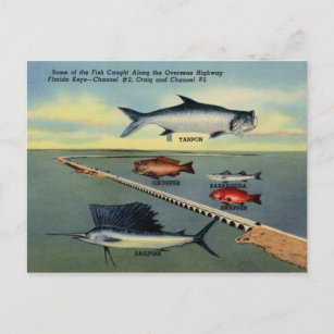 Vintager Fisch aus Florida-Schlüssel Postkarte