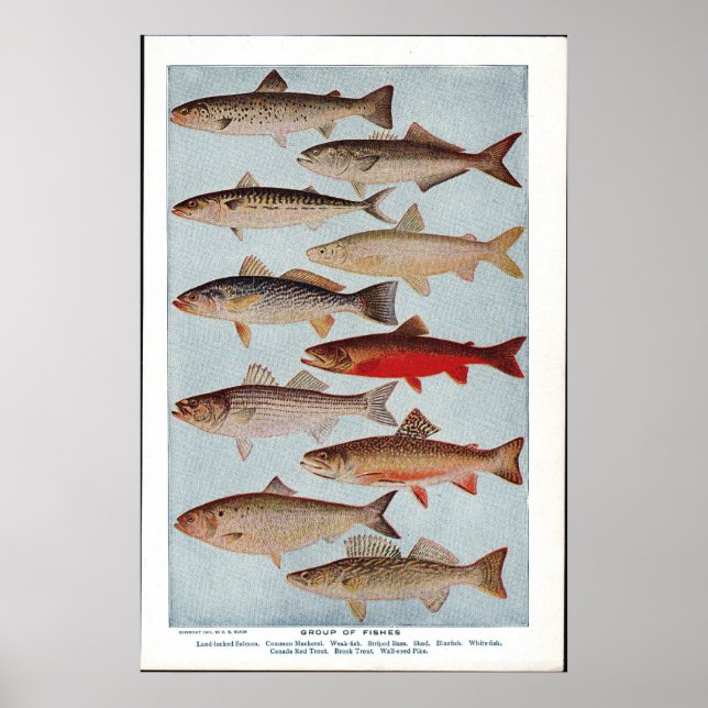 Vintager Fisch Poster (Vorne)