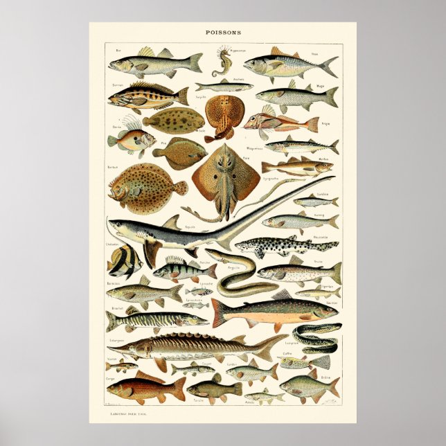 Vintager Fisch von Adolphe Millot Poster (Vorne)