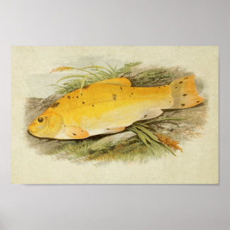 Vintager Fischdruck 008 | Goldene Tenke Poster