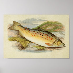 Vintager Fischdruck 026 Gillaroo Poster