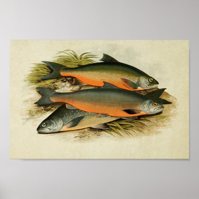 Vintager Fischdruck 040 | Sammelcharta Poster (Vorne)