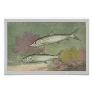 Vintager Fischdruck auf Knochen Fotodruck