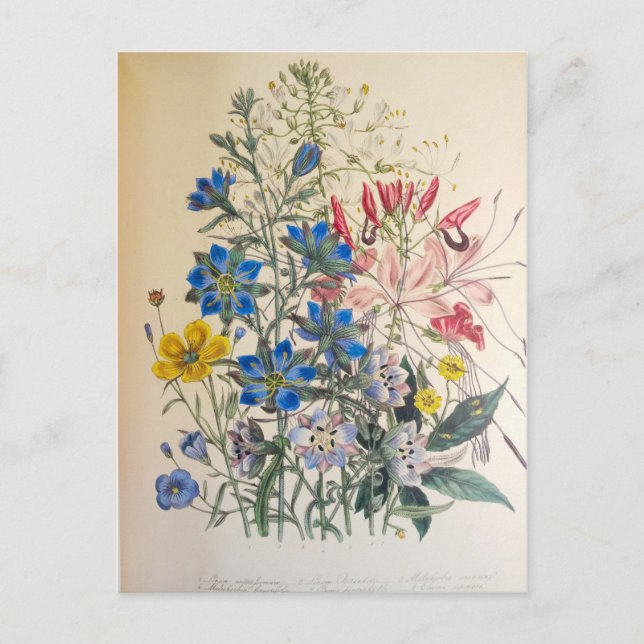 Vintager Flachs und reinigende botanische Illustra Postkarte (Vorderseite)