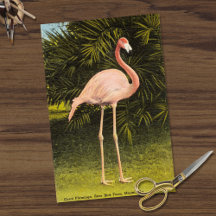 Vintager Flamingo-Coral in Miami FL Rare Bird Farm