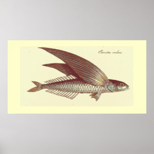 Vintager Fliegenfisch Poster