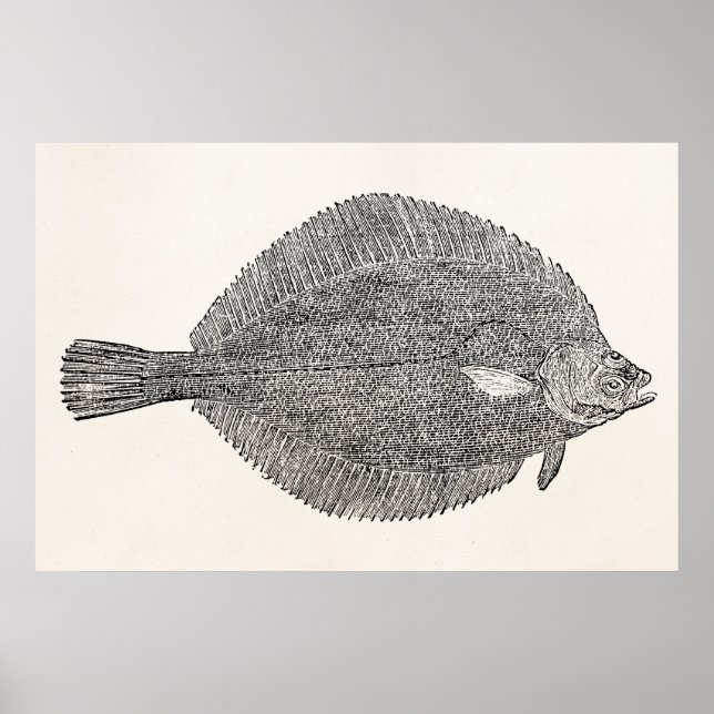 Vintager Flounder-Fisch aus dem Häuschen - Vorlage Poster (Vorne)