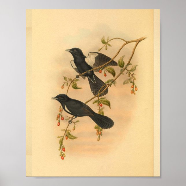 Vintager Flycatcher-Bird Poster (Vorne)
