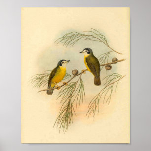Vintager Flycatcher-Gelbvogel Poster